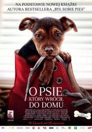 O psie, który wrócił do domu (2019) - Vider